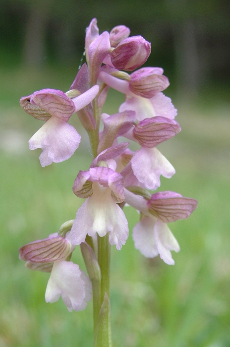 Anacamptis morio / Orchide minore